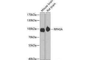 Western blot analysis of extracts of various cell lines using RPH3A Polyclonal Antibody at dilution of 1:1000. (RPH3A Antikörper)