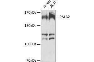 Western blot analysis of extracts of various cell lines, using P antibody (ABIN6128412, ABIN6145192, ABIN6145193 and ABIN6224413) at 1:1000 dilution. (PALB2 Antikörper  (AA 99-198))
