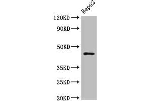 Western Blot Positive WB detected in: HepG2 whole cell lysate All lanes: HLA-B antibody at 1:1000 Secondary Goat polyclonal to rabbit IgG at 1/50000 dilution Predicted band size: 41 kDa Observed band size: 45 kDa (HLA-B Antikörper  (AA 243-308))
