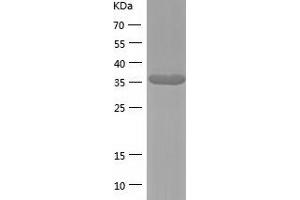 Western Blotting (WB) image for Cell Division Cycle 37 Homolog (S. Cerevisiae) (CDC37) (AA 1-378) protein (His tag) (ABIN7122231)