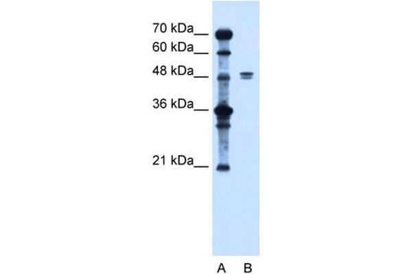 SLC39A6 antibody  (Middle Region)