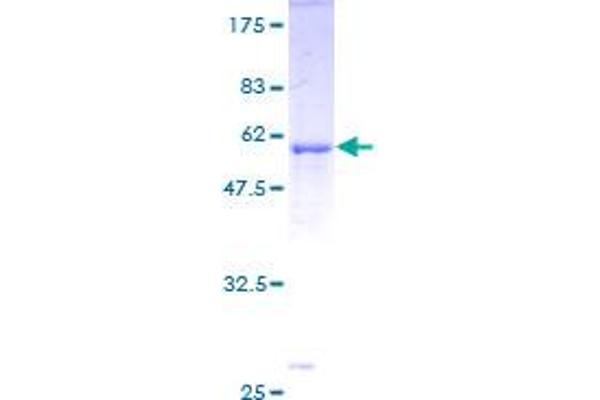 CDK1 Protein (AA 1-297) (GST tag)