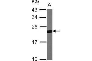 Western Blotting (WB) image for anti-Peroxiredoxin 1 (PRDX1) (AA 19-116) antibody (ABIN467365) (Peroxiredoxin 1 Antikörper  (AA 19-116))