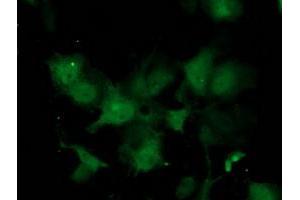 Anti-C1orf50 mouse monoclonal antibody (ABIN2454572) immunofluorescent staining of COS7 cells transiently transfected by pCMV6-ENTRY C1orf50 (RC200134). (C1ORF50 Antikörper)