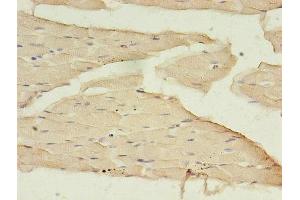 Immunohistochemistry of paraffin-embedded human skeletal muscle tissue using ABIN7145721 at dilution of 1:100
