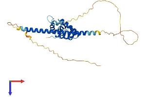 CCDC106 Protein (AA 1-280) (His tag)