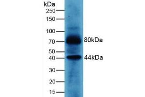 Detection of WNT3A in Human MCF7 Cells using Polyclonal Antibody to Wingless Type MMTV Integration Site Family, Member 3A (WNT3A) (WNT3A Antikörper  (AA 1-290))