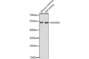 Western blot analysis of extracts of various cell lines using RASSF6 Polyclonal Antibody at dilution of 1:1000. (RASSF6 Antikörper)