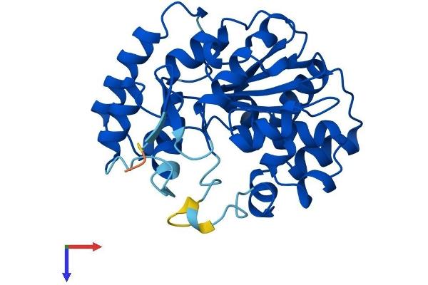 SULT2A1 Protein (AA 1-285) (His tag)