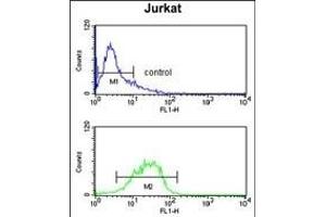 IGFALS Antibody (Center) (ABIN391690 and ABIN2841595) flow cytometry analysis of Jurkat cells (bottom histogram) compared to a negative control cell (top histogram). (IGFALS Antikörper  (AA 308-335))
