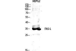 Western Blot (WB) analysis of specific cells using FAS-L Polyclonal Antibody. (FASL Antikörper  (Internal Region))