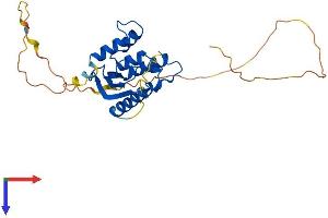 SNX11 Protein (AA 1-270) (His tag)