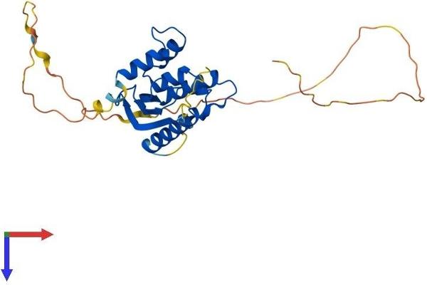 SNX11 Protein (AA 1-270) (His tag)