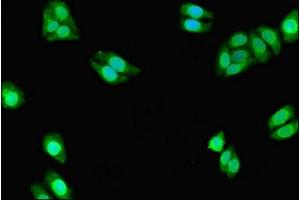 Immunofluorescence (IF) image for anti-Cytochrome P450, Family 3, Subfamily A, Polypeptide 7 (CYP3A7) (AA 1-200) antibody (ABIN7149266)