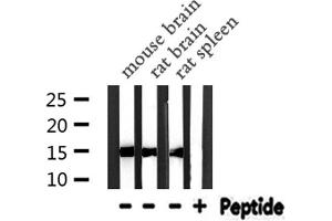 PFN1 Antikörper  (C-Term)