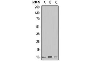 Western blot analysis of Cystatin 11 expression in HEK293T (A), NS-1 (B), PC12 (C) whole cell lysates.
