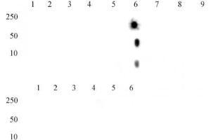 Histone H4K20me2 antibody (mAb) tested by dot blot analysis. (Histone H4 Antikörper  (2meLys20))