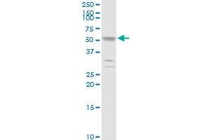 Western Blotting (WB) image for anti-Keratin 7 (KRT7) (AA 1-469) antibody (ABIN517385)
