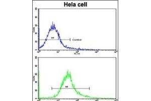 Flow cytometric analysis of hela cells using ARPC1A Antibody (Center)(bottom histogram) compared to a negative control cell (top histogram). (ARPC1A Antikörper  (AA 157-184))