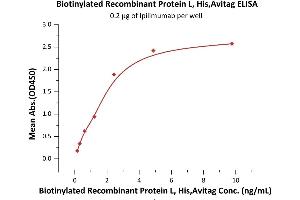 Immobilized Ipilimumab at 2 μg/mL (100 μL/well) can bind Biotinylated Recombinant Protein L, His,Avitag (ABIN6973199) with a linear range of 0.