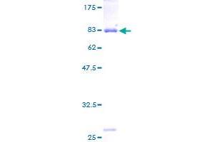 Image no. 1 for Annexin A11 (ANXA11) (AA 1-505) protein (GST tag) (ABIN1345174) (Annexin A11 Protein (ANXA11) (AA 1-505) (GST tag))