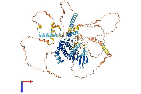 NEK5 Protein (AA 1-708) (His tag)