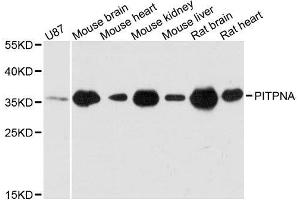 Western blot analysis of extracts of various cell lines, using PITPNA antibody. (PITPNA Antikörper  (AA 211-270))