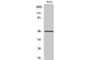 Western Blotting (WB) image for anti-Jun D Proto-Oncogene (JUND) (pSer100), (pSer73) antibody (ABIN3172853) (JunD Antikörper  (pSer73, pSer100))