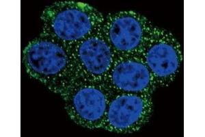 Confocal immunofluorescent analysis of SDHD antibody with HeLa cells followed by Alexa Fluor 488-conjugated goat anti-rabbit lgG (green). (SDHD Antikörper  (AA 13-42))