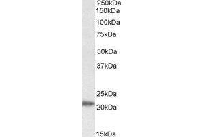 Western Blotting (WB) image for anti-IMP3, U3 Small Nucleolar Ribonucleoprotein (IMP3) (AA 40-53) antibody (ABIN793143) (IMP3 Antikörper  (AA 40-53))