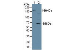 Western blot analysis of (1) Mouse Serum and (2) Human Jurkat Cells. (PTPRJ Antikörper  (AA 567-842))