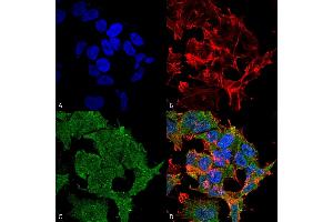Immunocytochemistry/Immunofluorescence analysis using Mouse Anti-SHANK2 Monoclonal Antibody, Clone S23b-6 (ABIN2484031).