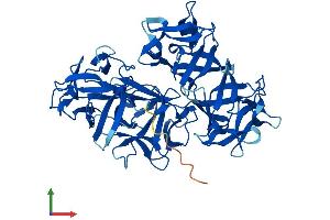 Protein Structure (PS) image for Fascin 3 (FSCN3) (AA 1-498) protein (His tag) (ABIN7561766)