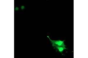 Anti-RNF113B mouse monoclonal antibody (ABIN2455434) immunofluorescent staining of COS7 cells transiently transfected by pCMV6-ENTRY RNF113B (RC205407). (RNF113B Antikörper)