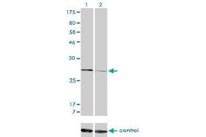 Western Blotting (WB) image for anti-Calpain, Small Subunit 1 (CAPNS1) (AA 172-260) antibody (ABIN560162)