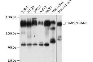 Western blot analysis of extracts of various cell lines, using K/K/TRIM28 antibody  at 1:1000 dilution. (KAP1 Antikörper  (AA 576-835))