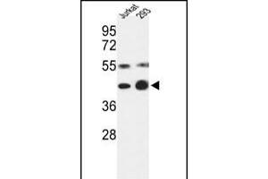 Western blot analysis of COPS3 Antibody (Center) (ABIN392341 and ABIN2841982) in Jurkat, 293 cell line lysates (35 μg/lane).