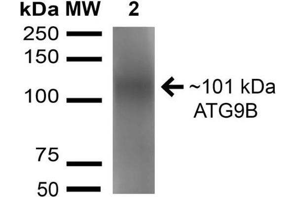 ATG9B 抗体  (AA 110-121) (Atto 594)