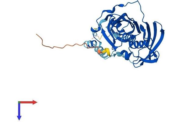 ACOT8 Protein (AA 1-320) (His tag)