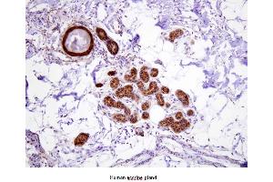 Paraffin embedded sections of human eccrine gland were incubated with anti-human Hsp70 (1:100) for 2 hours at room temperature. (HSP70 1A Antikörper  (AA 1-641))