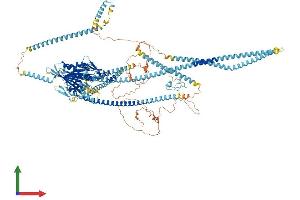 AlphaFold protein structure predicition of Mouse Recombinant Kif4 Protein, UniprotID P33174