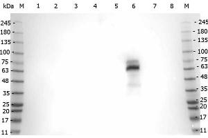 Western Blot of Rabbit anti-Myeloperoxidase antibody. (Myeloperoxidase Antikörper)