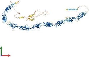 Protein Structure (PS) image for Fibronectin Type III Domain Containing 3A (FNDC3A) (AA 1-1198) protein (His tag) (ABIN7564454)