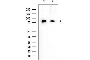 Western blot analysis of lysates from various samples, using DDX17 Mouse Monoclonal Antibody at 1/1000 dilution.