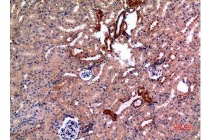 Immunohistochemistry (IHC) analysis of paraffin-embedded Mouse Kidney, antibody was diluted at 1:100.