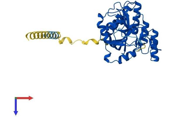 B3GALT6 Protein (AA 1-329) (His tag)