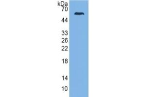 Rabbit Detection antibody from the kit in WB with Positive Control: Human Serum.