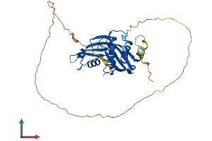 Protein Structure (PS) image for Alport Syndrome, Mental Retardation, Midface Hypoplasia and Elliptocytosis Chromosomal Region Gene 1 (AMMECR1) (AA 1-333) protein (His tag) (ABIN7552208)