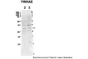 Sample Type: 2. (YWHAE Antikörper  (C-Term))