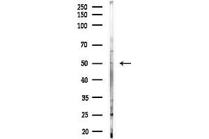 anti-Rh Family C Glycoprotein (RHCG) (C-Term) antibody